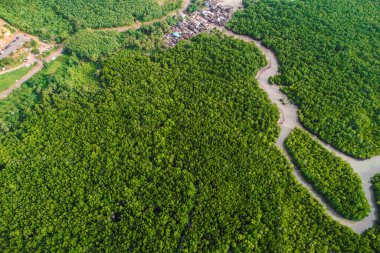Hava görüntüsü yeşil mangrov ağacı orman deniz körfezi eko çevre sistemi doğa arka planı