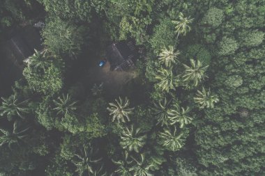 Tropikal yağmur ormanlarında, palmiye ağacı gökyüzü manzaralı huzurlu bir ev.