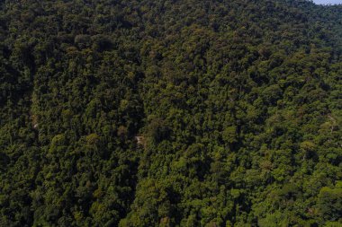Tayland hava manzaralı yeşil dağ tropikal yağmur ormanı