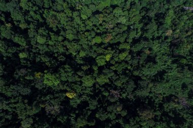 Tayland hava manzaralı yeşil dağ tropikal yağmur ormanı