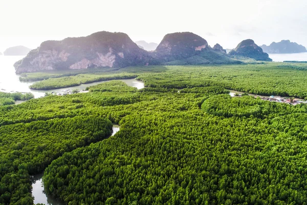 Aerial view green mangrove tree forest sea gulf eco environment system nature background