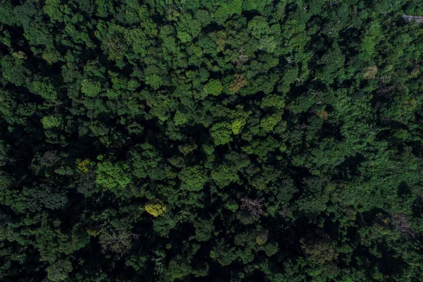 Tayland hava manzaralı yeşil dağ tropikal yağmur ormanı