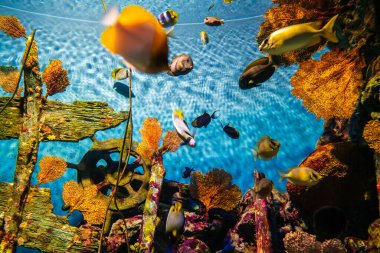 Deniz yaşamı akvaryumunda mercan resifli bir balık grubu.