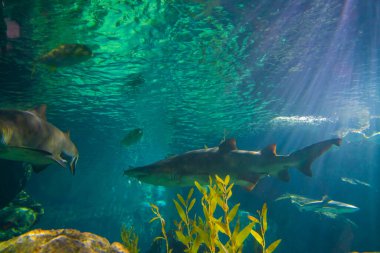 Deniz yaşamı akvaryumunda mercan resifli bir balık grubu.