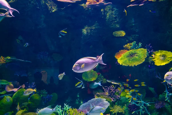 Fiskgrupp Med Korallrev Havsliv Akvarium Djurliv — Stockfoto