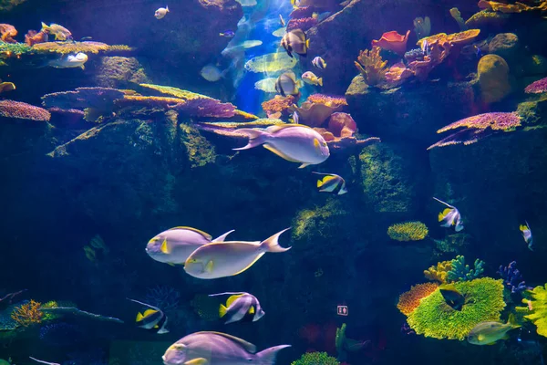 Gruppo Pesci Con Barriera Corallina Acquario Vita Animale — Foto Stock