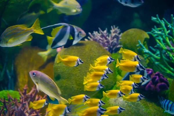海の生物水族館動物の生活の中でサンゴ礁と魚群 — ストック写真