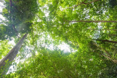 Green tropical rainforest uprisen view with sunny day nature landscape