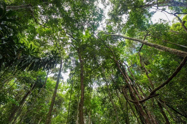 Bosque Lluvioso Tropical Verde Vista Con Paisaje Natural Día Soleado —  Fotos de Stock
