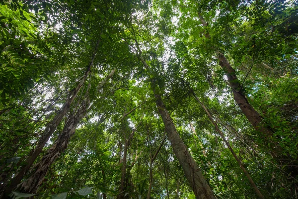 Bosque Lluvioso Tropical Verde Vista Con Paisaje Natural Día Soleado —  Fotos de Stock