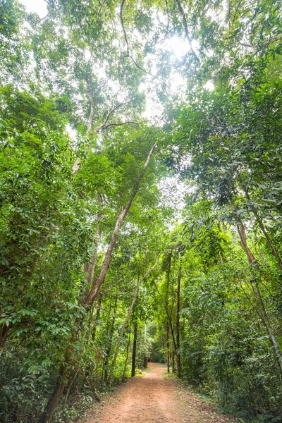Verde Foresta Pluviale Tropicale Vista Verticale Con Giornata Sole Paesaggio — Foto Stock