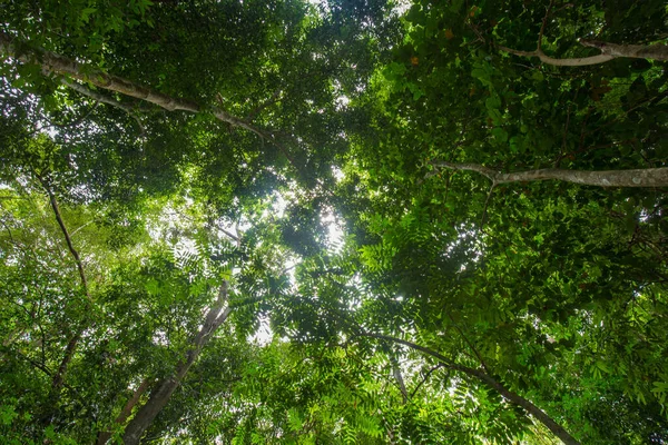 Yeşil tropikal yağmur ormanları yükselen manzara güneşli bir gün doğası ile