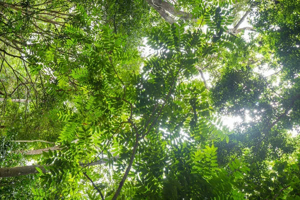 Yeşil tropikal yağmur ormanları yükselen manzara güneşli bir gün doğası ile