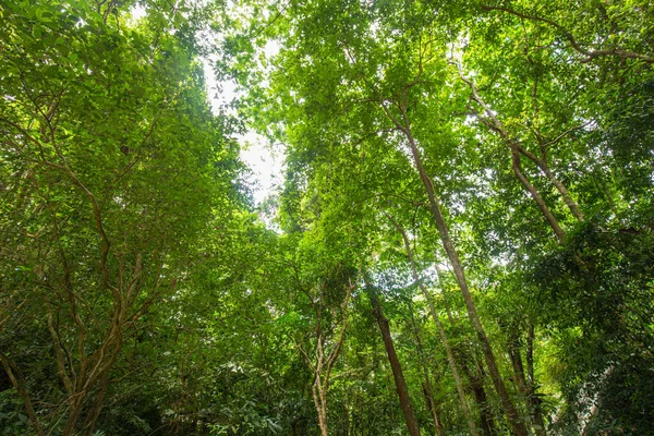 Groen Tropisch Regenwoud Opstand Uitzicht Met Zonnige Dag Natuur Landschap — Stockfoto