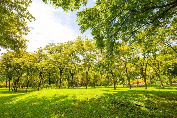 Ağaç parkındaki yeşil çayır çimenler güneşli gün doğası