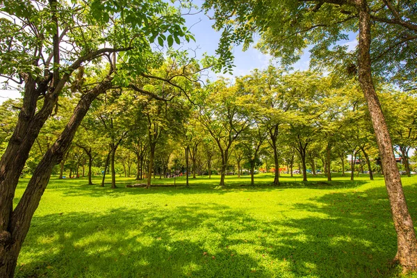 Zelená Louka Tráva Stromě Park Slunečný Lesk Den Příroda Krajina — Stock fotografie