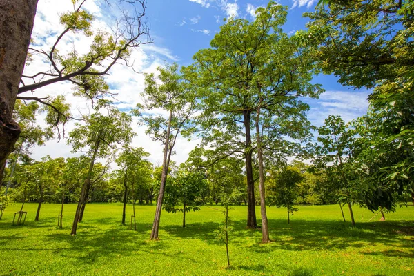 Groene Weide Gras Boompark Zonnige Glans Dag Natuur Landschap — Stockfoto