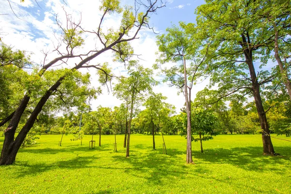 Ağaç parkındaki yeşil çayır çimenler güneşli gün doğası