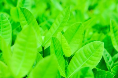 Taze yeşil ağaç yaprağı arka plan yaprakları seçici odak