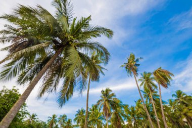 Mavi gökyüzü manzarasına karşı deniz kıyısında tropik hindistan cevizi palmiyesi ağacı.