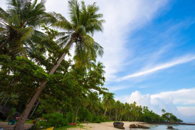 Mavi gökyüzü manzarasına karşı deniz kıyısında tropik hindistan cevizi palmiyesi ağacı.