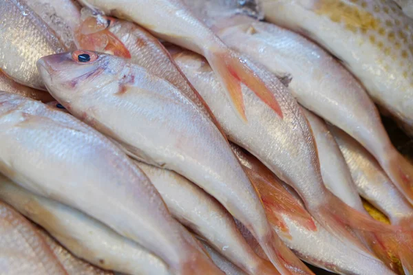 Різні Морські Риби Продають Льоду Свіжому Рибному Ринку Морепродуктів — стокове фото
