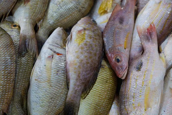 Various sea fish sell on ice in fresh fishery market seafood industry