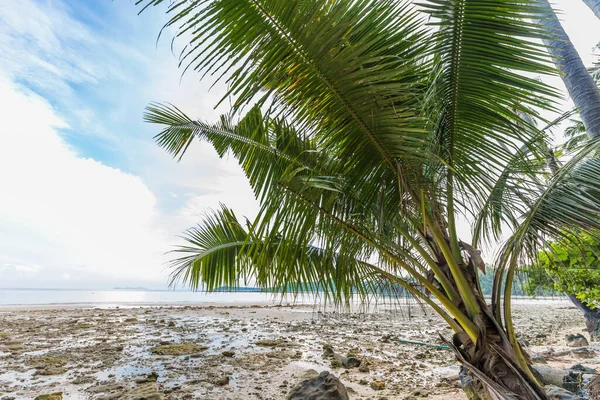 Mavi gökyüzü manzarasına karşı deniz kıyısında tropik hindistan cevizi palmiyesi ağacı.