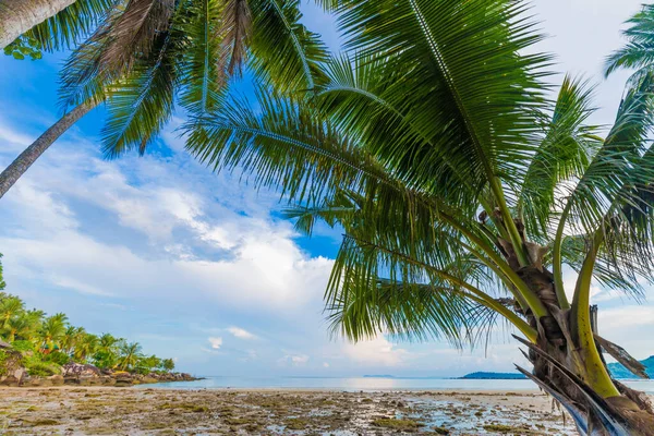 Mavi gökyüzü manzarasına karşı deniz kıyısında tropik hindistan cevizi palmiyesi ağacı.