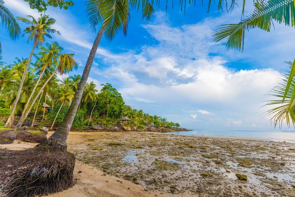 Tropical coconut palm tree on sea beach against blue sky nature landscape