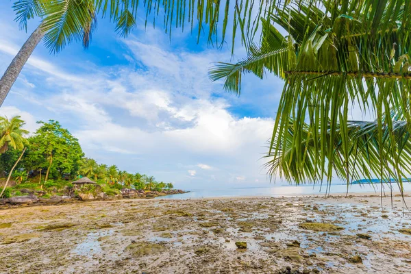 Mavi gökyüzü manzarasına karşı deniz kıyısında tropik hindistan cevizi palmiyesi ağacı.