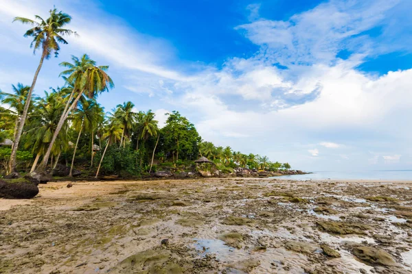 Mavi gökyüzü manzarasına karşı deniz kıyısında tropik hindistan cevizi palmiyesi ağacı.