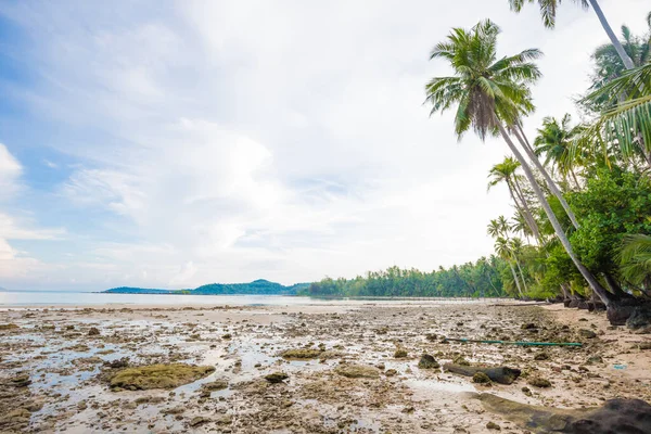Mavi gökyüzü manzarasına karşı deniz kıyısında tropik hindistan cevizi palmiyesi ağacı.