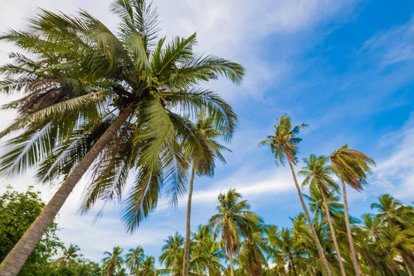 Mavi gökyüzü manzarasına karşı deniz kıyısında tropik hindistan cevizi palmiyesi ağacı.