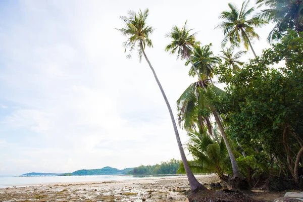 Mavi Gökyüzü Manzarasına Karşı Deniz Kıyısında Tropik Hindistan Cevizi Palmiyesi — Stok fotoğraf