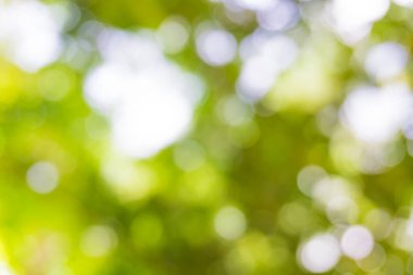 Bokeh, Doğa desenli bulanık yeşil ağaç yaprağı arkaplanı