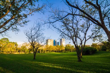 Yeşil ağaç parkı, günbatımı, mavi gökyüzü, doğa manzarasını bulutlandıran çayır.
