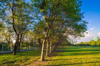 Yeşil ağaç parkı, günbatımı, mavi gökyüzü, doğa manzarasını bulutlandıran çayır.
