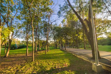 Yeşil ağaç parkı, günbatımı, mavi gökyüzü, doğa manzarasını bulutlandıran çayır.