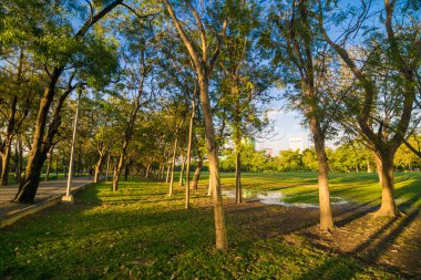 Yeşil ağaç parkı, günbatımı, mavi gökyüzü, doğa manzarasını bulutlandıran çayır.