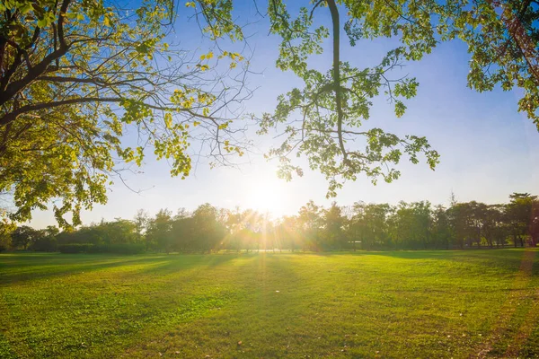 Yeşil halka açık park günbatımı. Ağaçlar ve çayırlarla aydınlık gökyüzü.