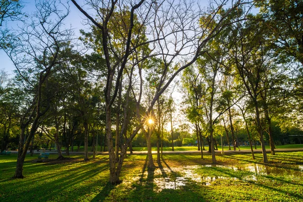 Yeşil halka açık park günbatımı. Ağaçlar ve çayırlarla aydınlık gökyüzü.