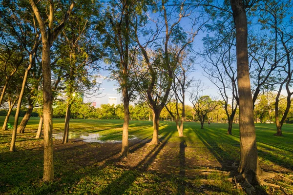 Yeşil ağaç parkı, günbatımı, mavi gökyüzü, doğa manzarasını bulutlandıran çayır.