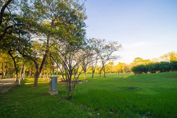 Yeşil ağaç parkı, günbatımı, mavi gökyüzü, doğa manzarasını bulutlandıran çayır.