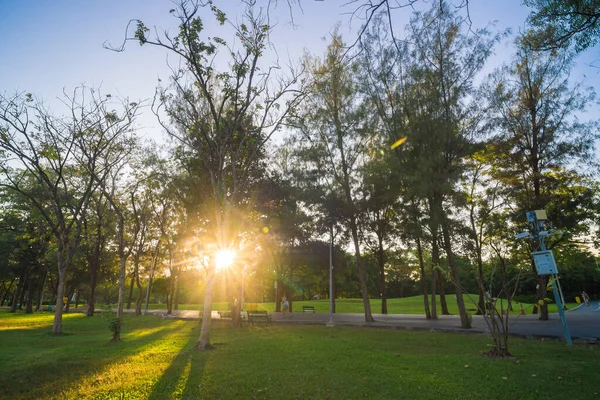 Grönt Träd Park Solnedgång Lövverk Äng Med Blå Himmel Moln — Stockfoto