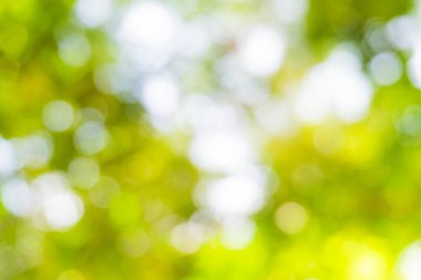 Bokeh, Doğa desenli bulanık yeşil ağaç yaprağı arkaplanı