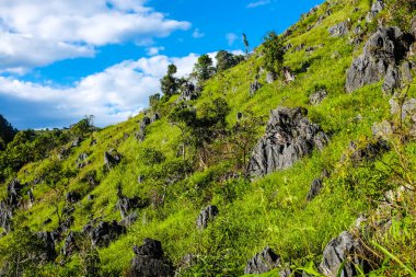Tayland 'ın kuzeyinde Dağ Tepesi Yeşil Çayır Yarı Alp Ormanı