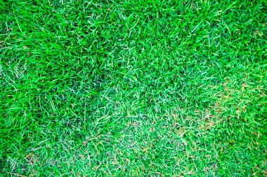 Soyut yeşil çimen dekorasyon dokusu flora arkaplan