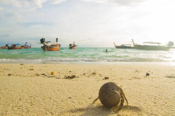 Kluizenaar Krab Wit Zand Strand Zon Licht Achtergrond — Stockfoto