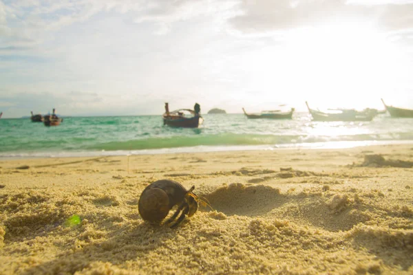 Kluizenaar Krab Wit Zand Strand Zon Licht Achtergrond — Stockfoto